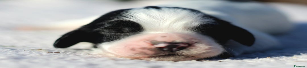Sprocker Puppy 4