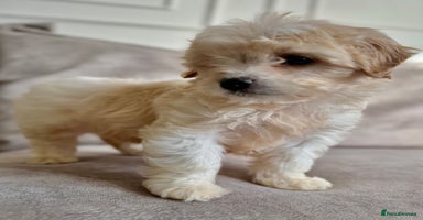 Cavapoo dogs - Advert 3