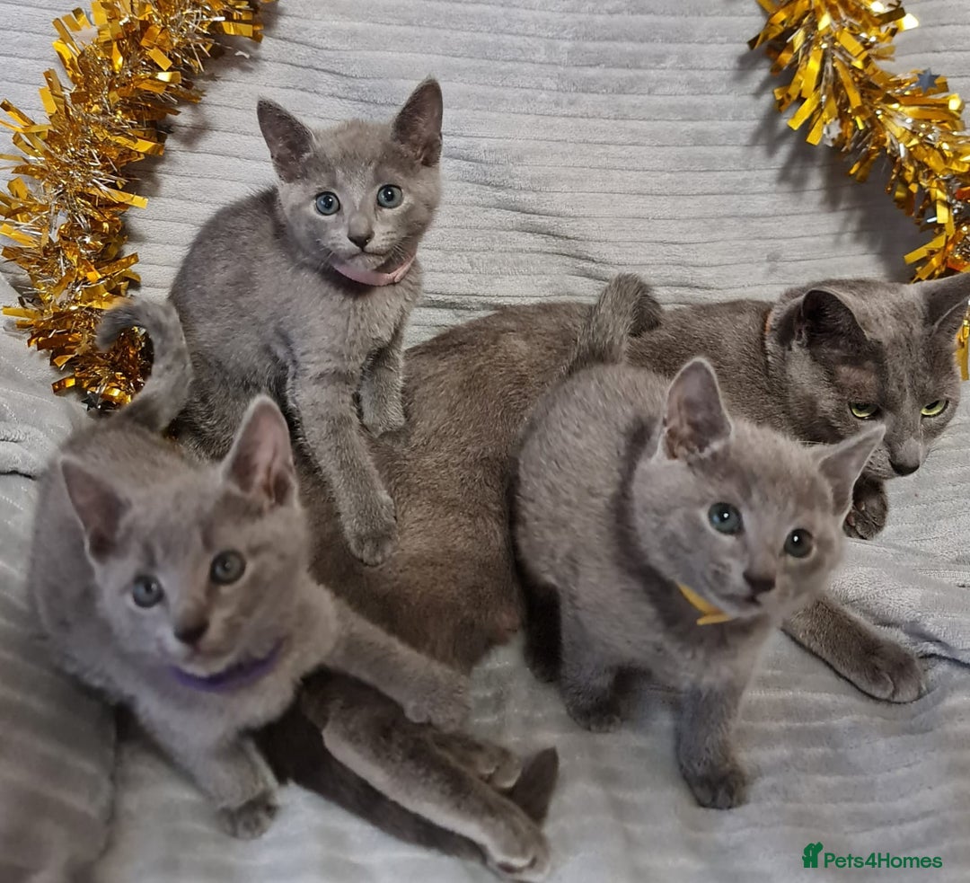 Russian Blue cats for sale: Stunning Russian Blue kittens-pure Pedigree - Image 7
