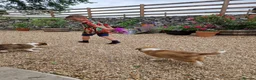 Border Collie dogs for sale: Stunning Border Collie Pups - Advert 7