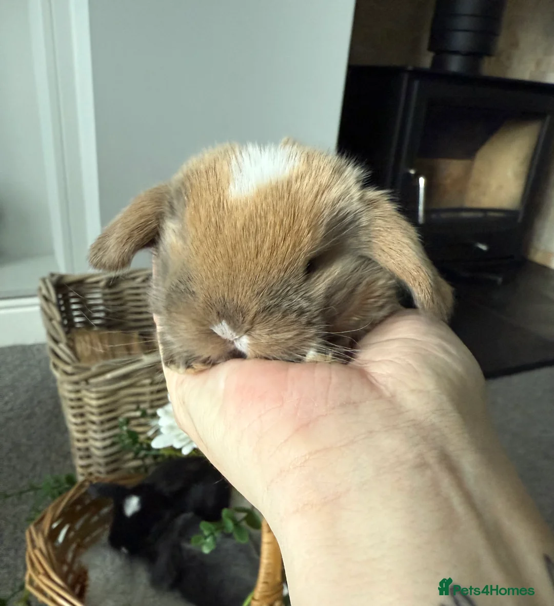 Mini Lop rabbits for sale: Beautiful mini lops available to reserve  - Advert 5