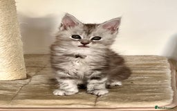 Maine Coon cats for sale: Blue Tabby Maine Coon Female - Image 4