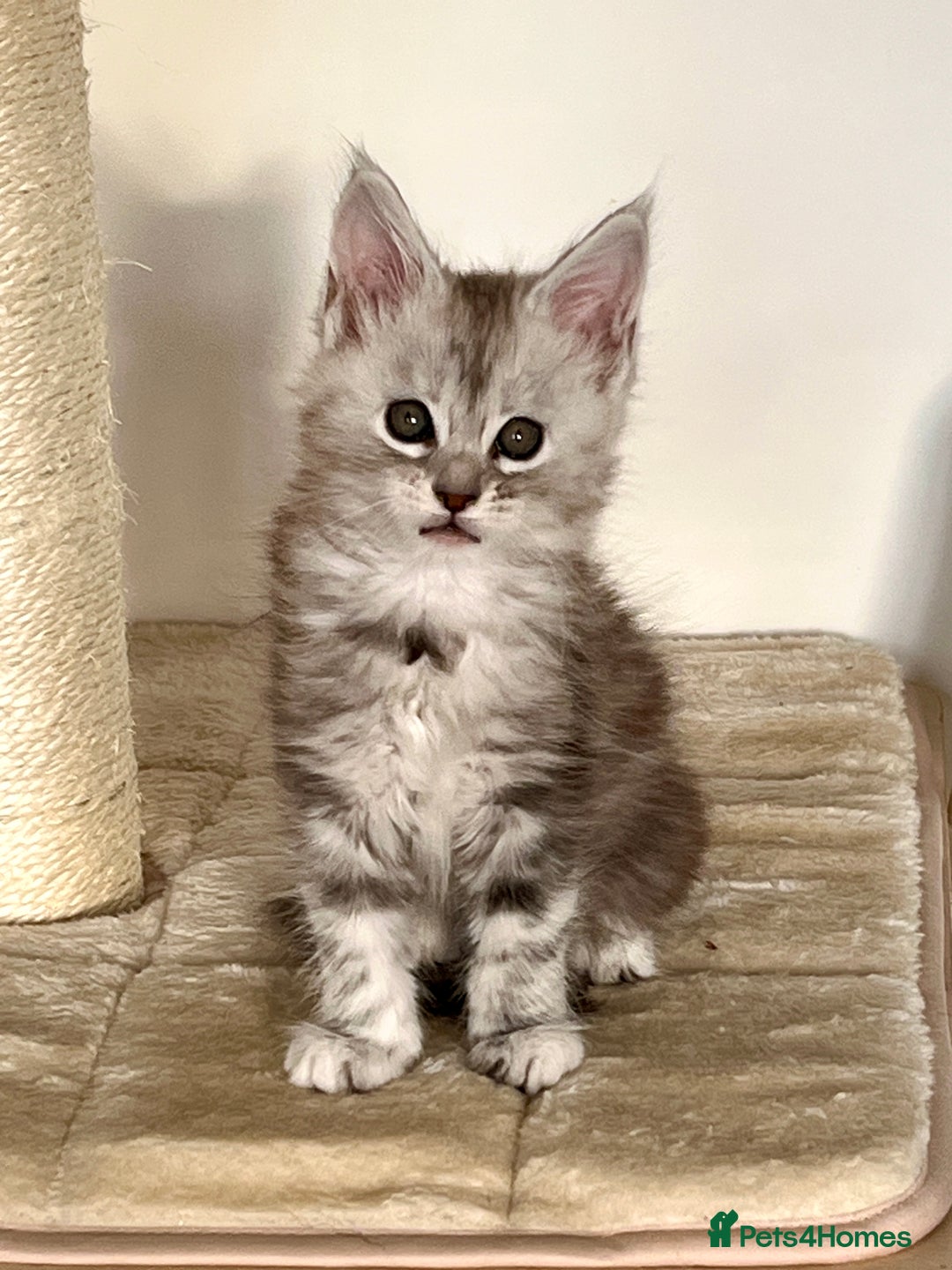 Maine Coon cats for sale: Blue Tabby Maine Coon Female - Image 4