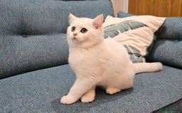Scottish Fold cats for sale: Excellent Scottish straight kittens  - Image 12