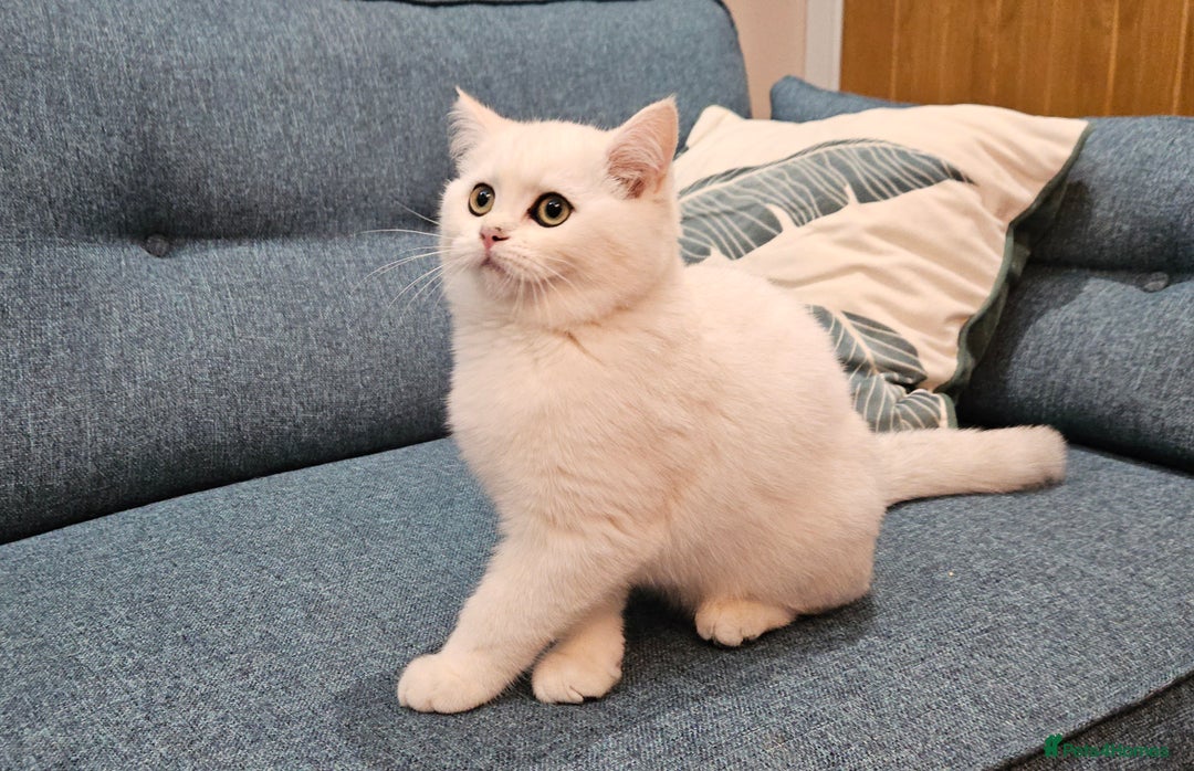 Scottish Fold cats for sale: Excellent Scottish straight kittens  - Image 12