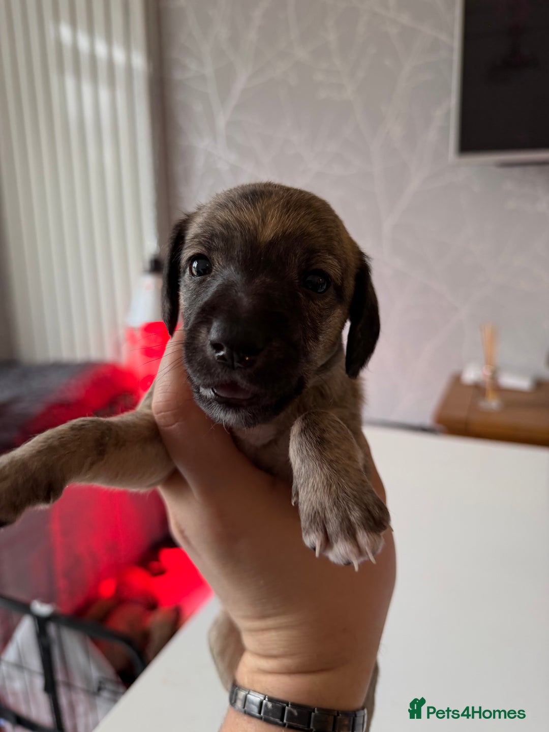 Mixed Breed dogs for sale: Bedlington x Whippet - Advert 32