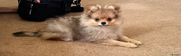 Pomeranian dogs for sale: RUSSIAN CHAMPION KC FEMALE POMERANIAN  - Advert 6