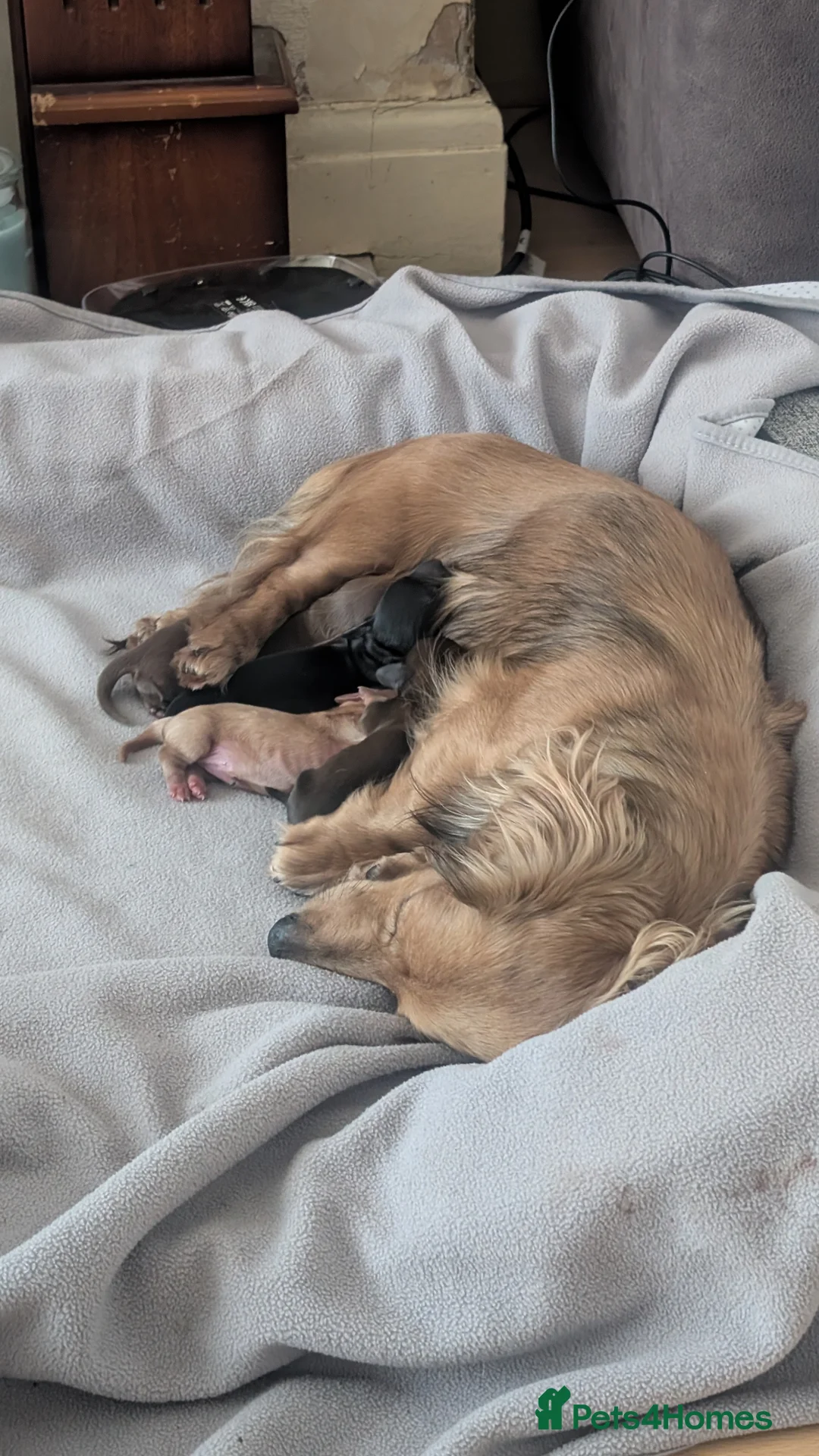 Miniature Dachshund dogs for sale: **READY NOW** Gorgeous long haired Mini Dachshund - Advert 5