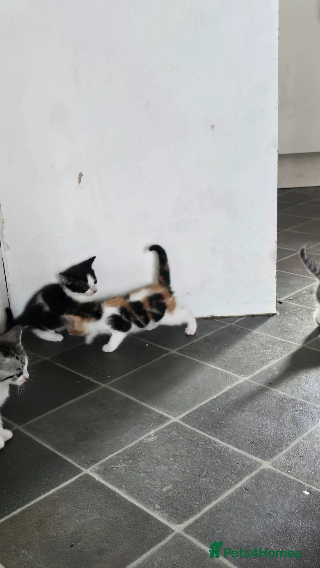 Mixed Breed cats for sale: Kitten in Bolton - Advert 2
