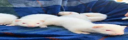 Ferret rodents for sale: Albino Ferret kits for sale  - Advert 8