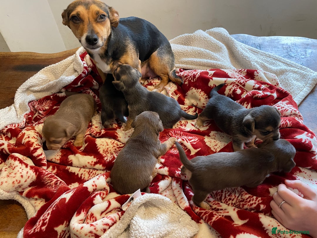 Jack Russell dogs for sale: Rare coloured mini Jack Russells - Image 16