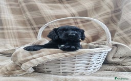 Cocker Spaniel dogs for sale: KC Registered Working Cocker Spaniel Pups - Image 4