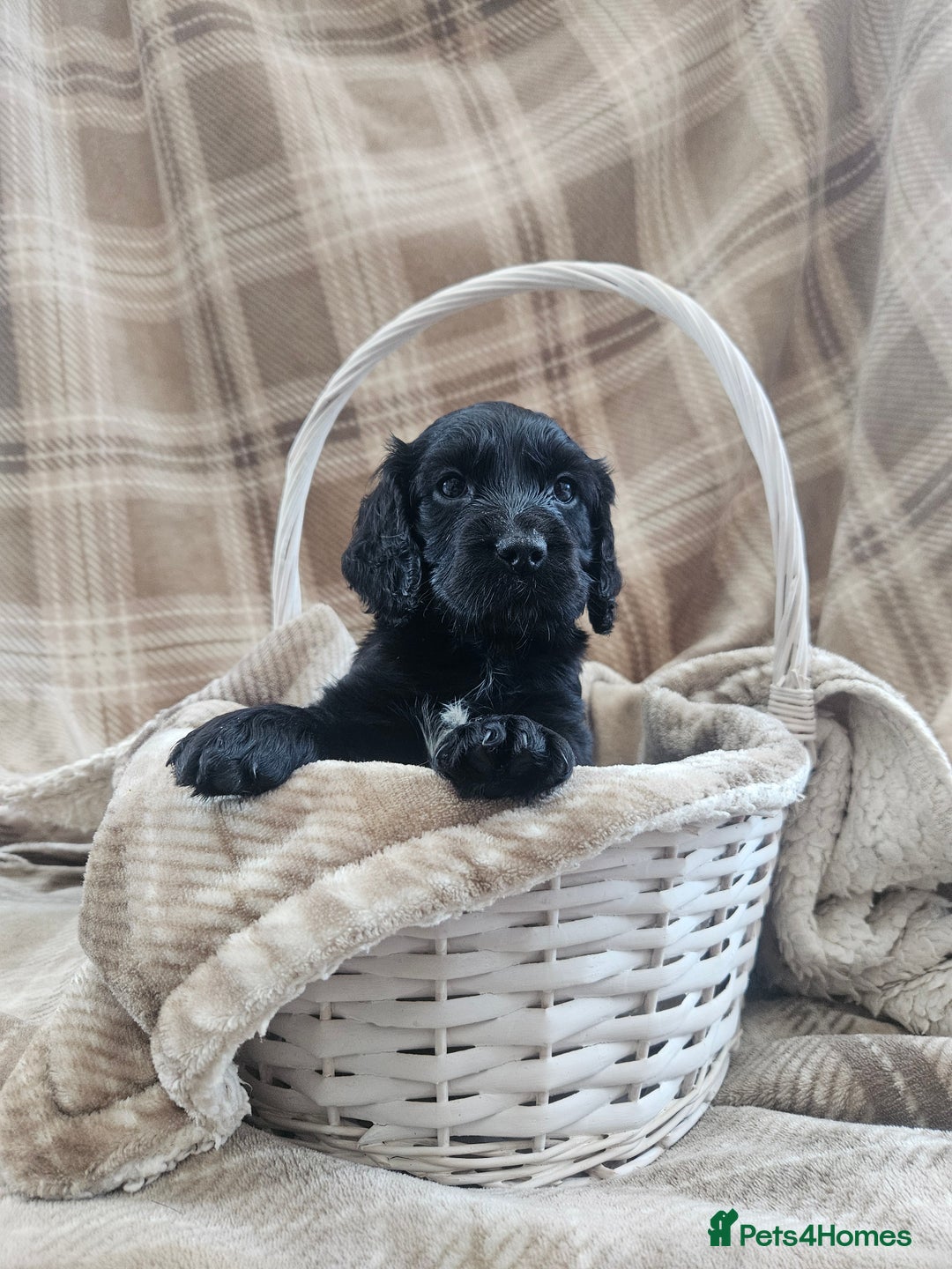 Cocker Spaniel dogs for sale: KC Registered Working Cocker Spaniel Pups - Image 4