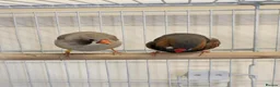 Finches birds for sale: Lovely breeding pair of zebra finches  in South Shields - Advert 8
