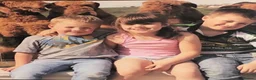 Airedale Terrier dogs for sale: Airedale terrier puppies  - Advert 6