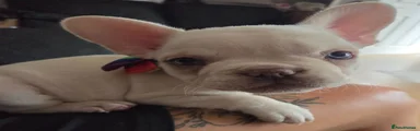 French Bulldog 2