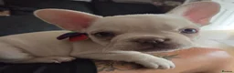 French Bulldog dogs for sale: French bulldog puppies - Advert 5