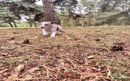 Border Collie dogs for sale: Border collie pups  - Image 7