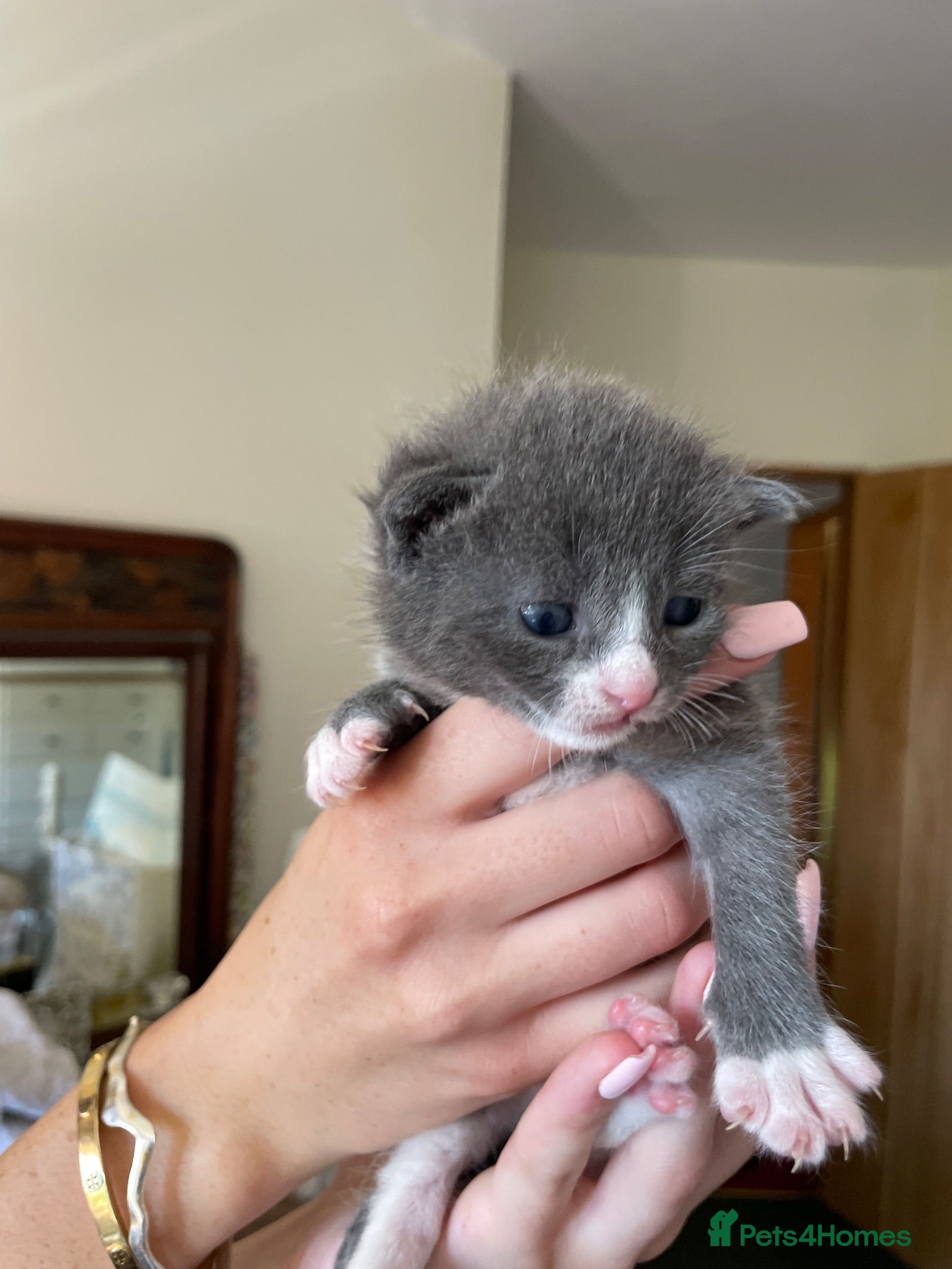 Russian Blue cats Beautiful Russian blue British shorthair cross  - Advert 1