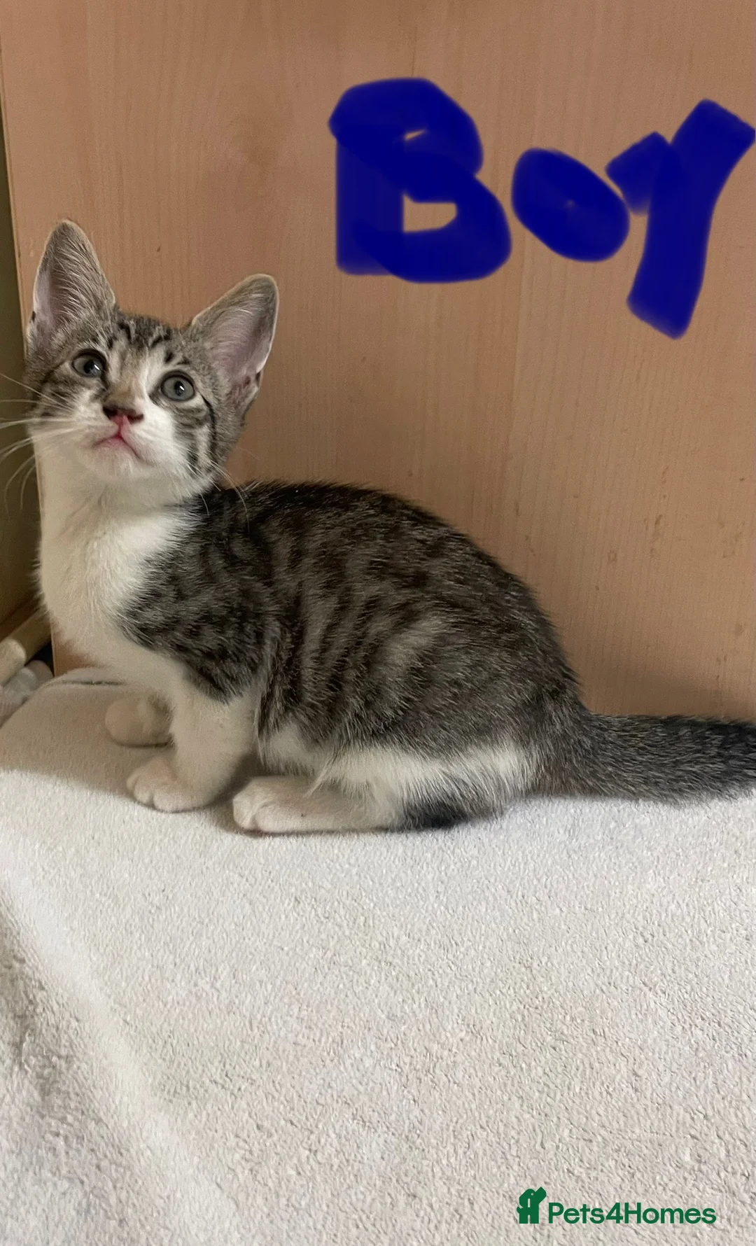 Mixed Breed cats for sale: Tabby kittens  - Advert 9