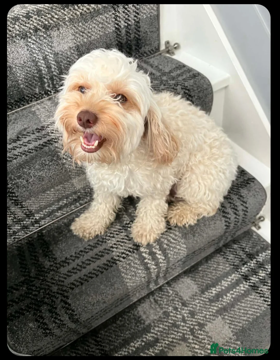 Cavapoo dogs for sale: Cavapoo toy - Advert 8