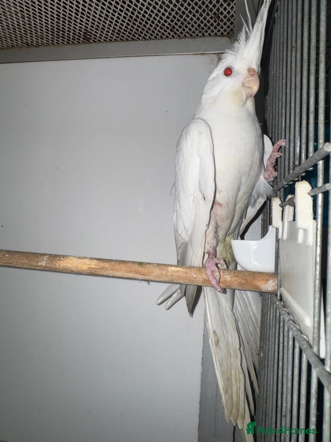 Cockatiels birds for sale: COCKATIELS - ALBINO/LUTINO/PIED - Advert 3