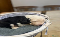 Old English Sheepdog dogs for sale: Pure old English sheepdog pups - Image 9