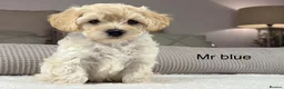 Maltipoo dogs for sale: SEE ALL OUR PUPPIES ON INSTA. OAKWELL RETRIEVERS  - Advert 11