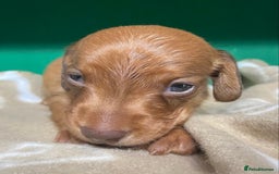 Dachshund dogs for sale: 3 beautiful/stunning dachshund puppies   - Advert 13