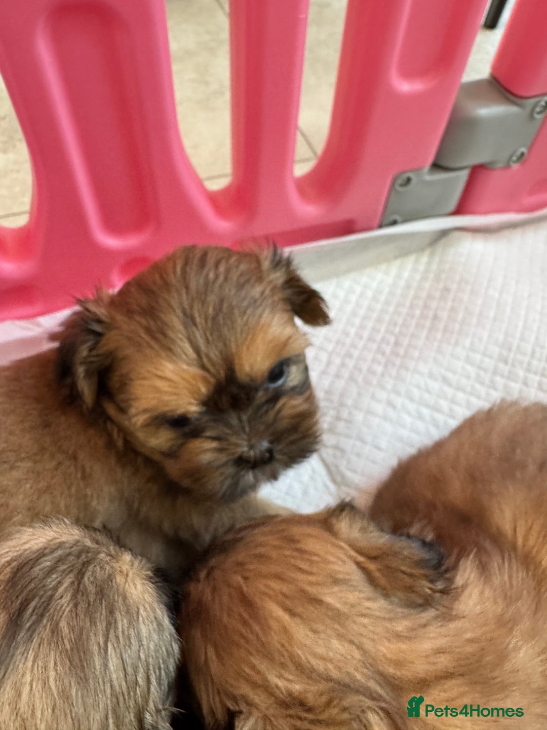 Shih Tzu dogs for sale: Standard size shihtzu pups  - Image 12