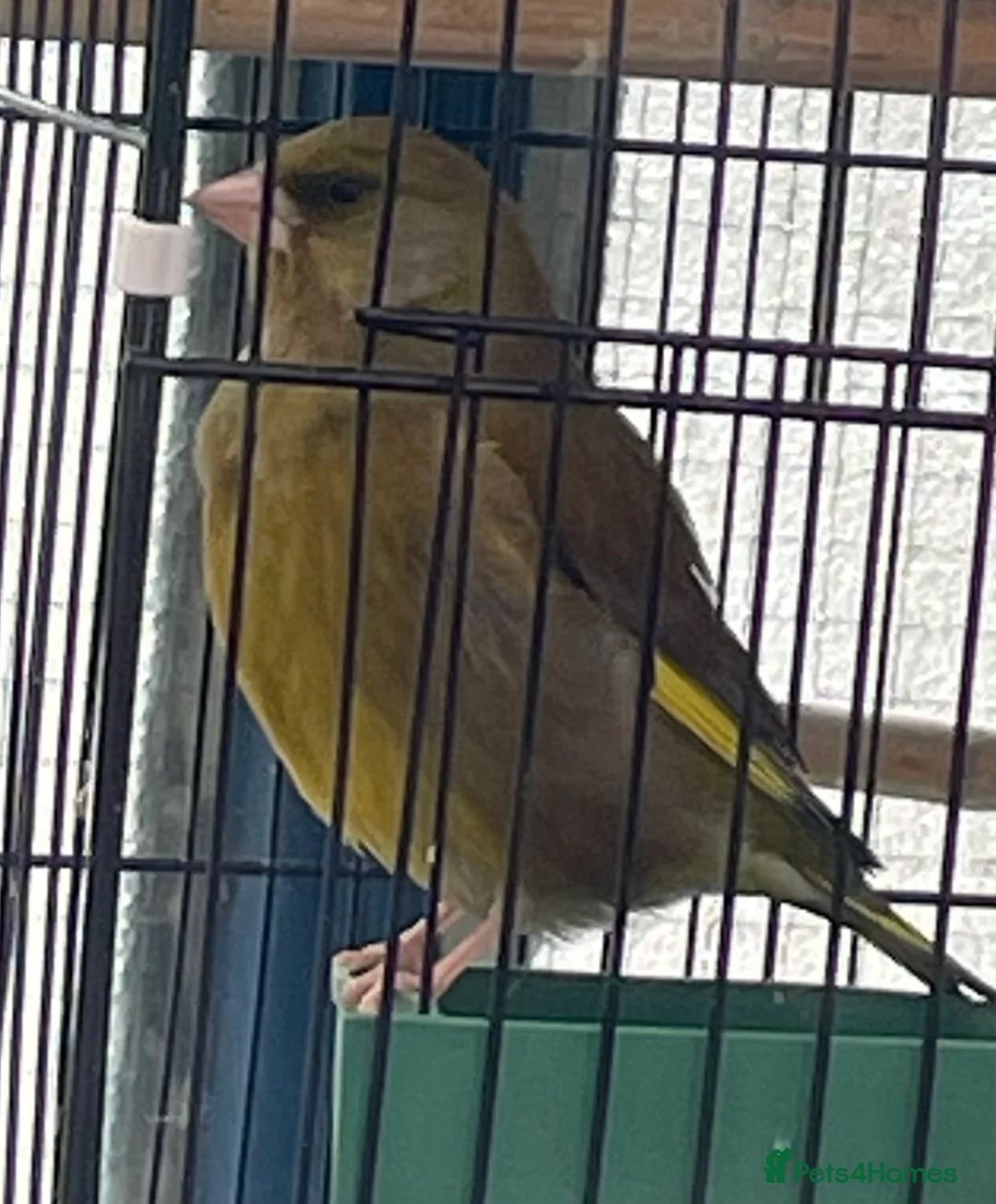 Finches birds for sale: Green finch  in London - Advert 2