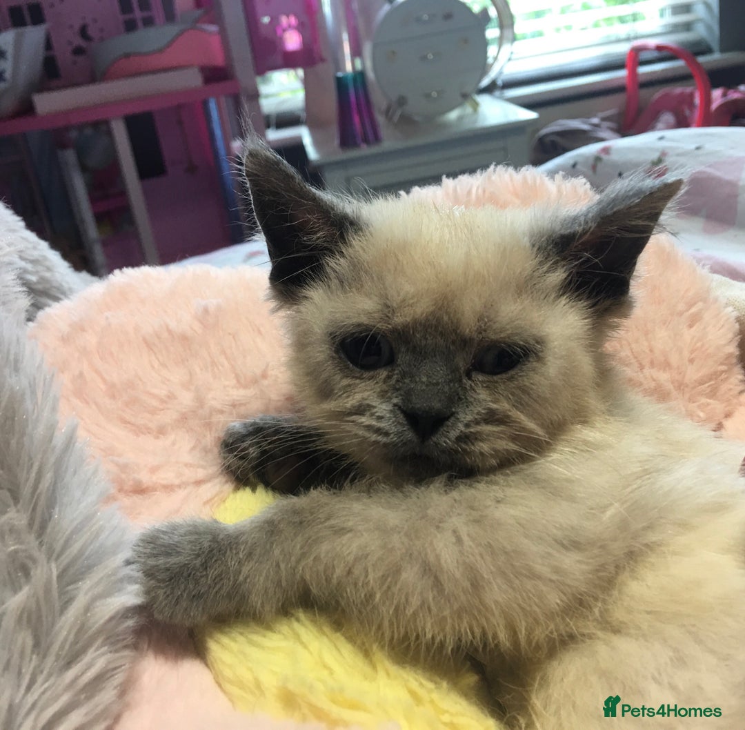 British Shorthair cats for sale: Stunning fluffy kittens  - Image 28