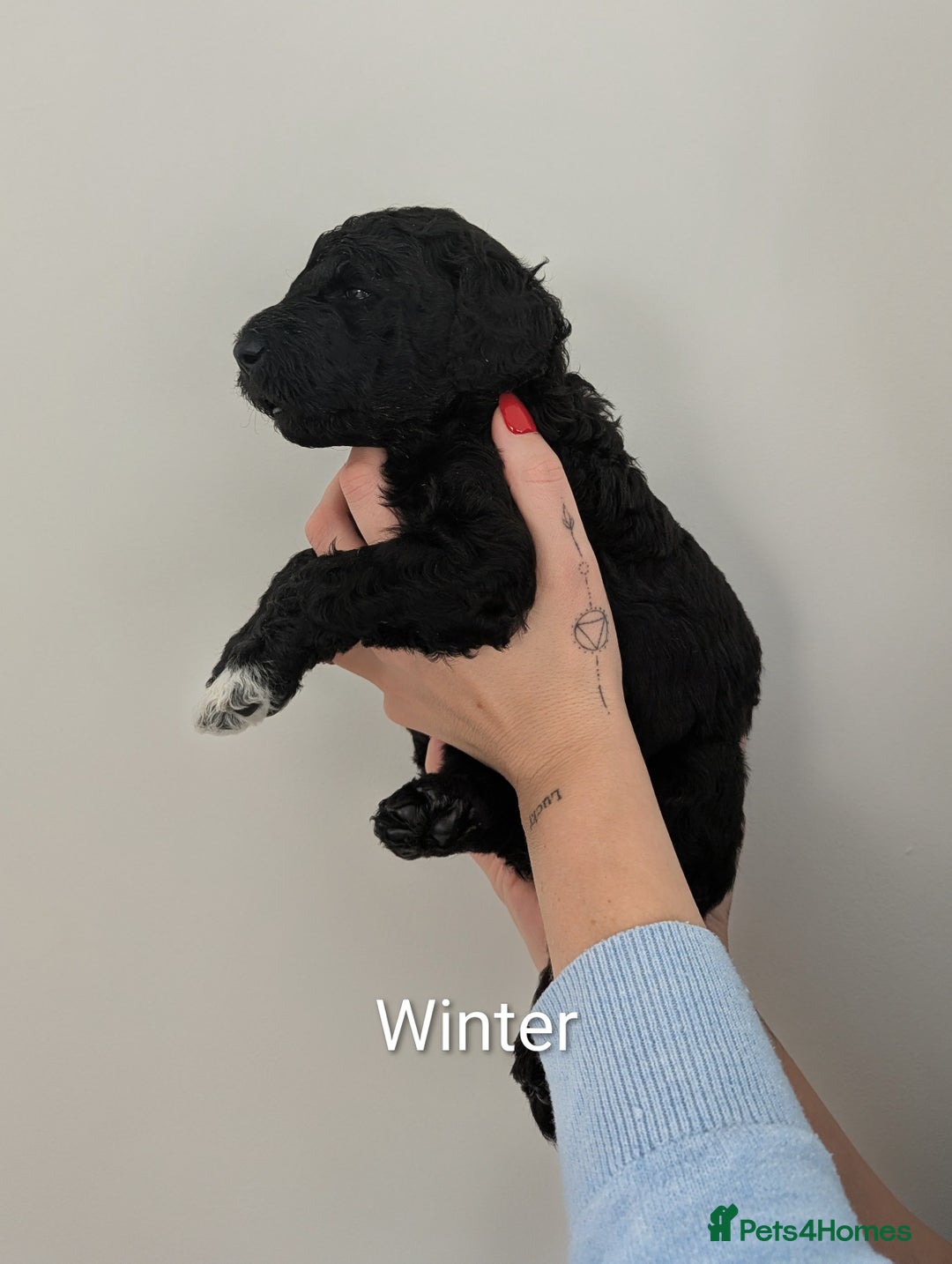 Standard Poodle dogs for sale: 6 wks old, ready 21st Jan, Standard Poodle Puppies - Advert 20