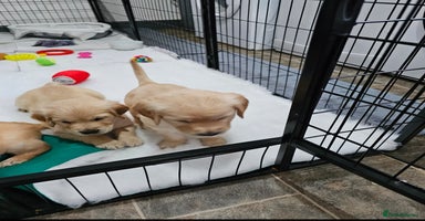 Golden Retriever dogs - Advert 2
