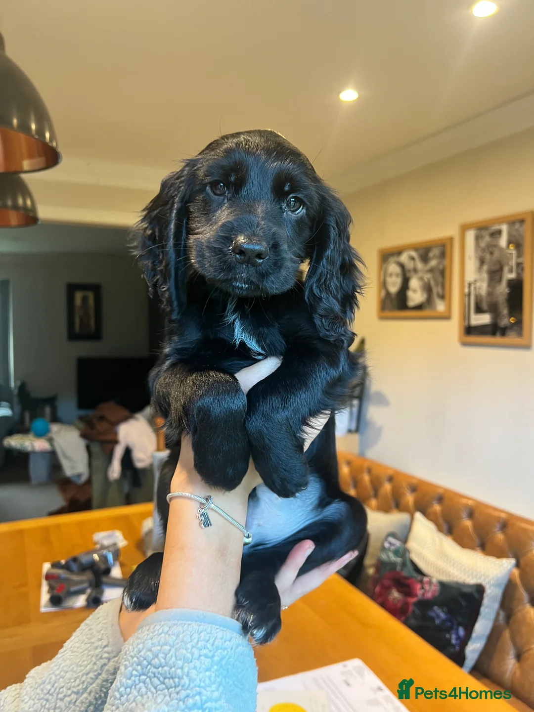 Cocker Spaniel dogs for sale: 2 Gorgeous Cocker spaniels puppy’s 🤩🥰 in Pitlochry - Advert 4