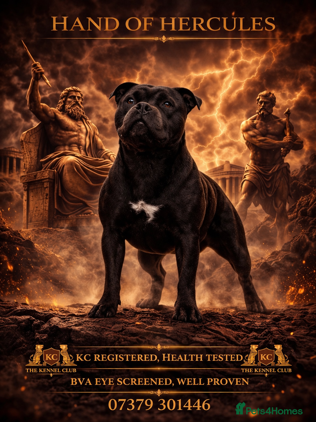 Staffordshire Bull Terrier dogs 🇬🇧 OX BULLZ! HERCULES, BLUE HEALTH TESTED STUD - Advert 5