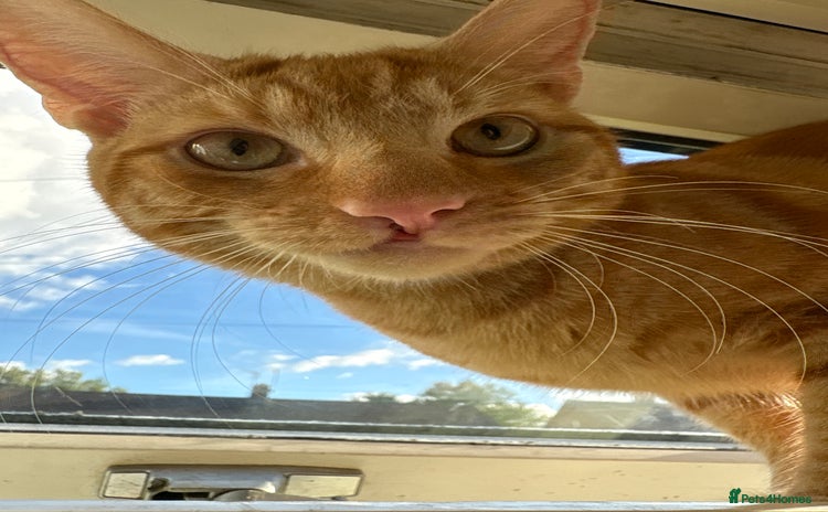 Domestic Shorthair cats - Advert 2