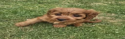 Cavapoo dogs for sale: F1 Cavapoo Puppies for sale  - Advert 7
