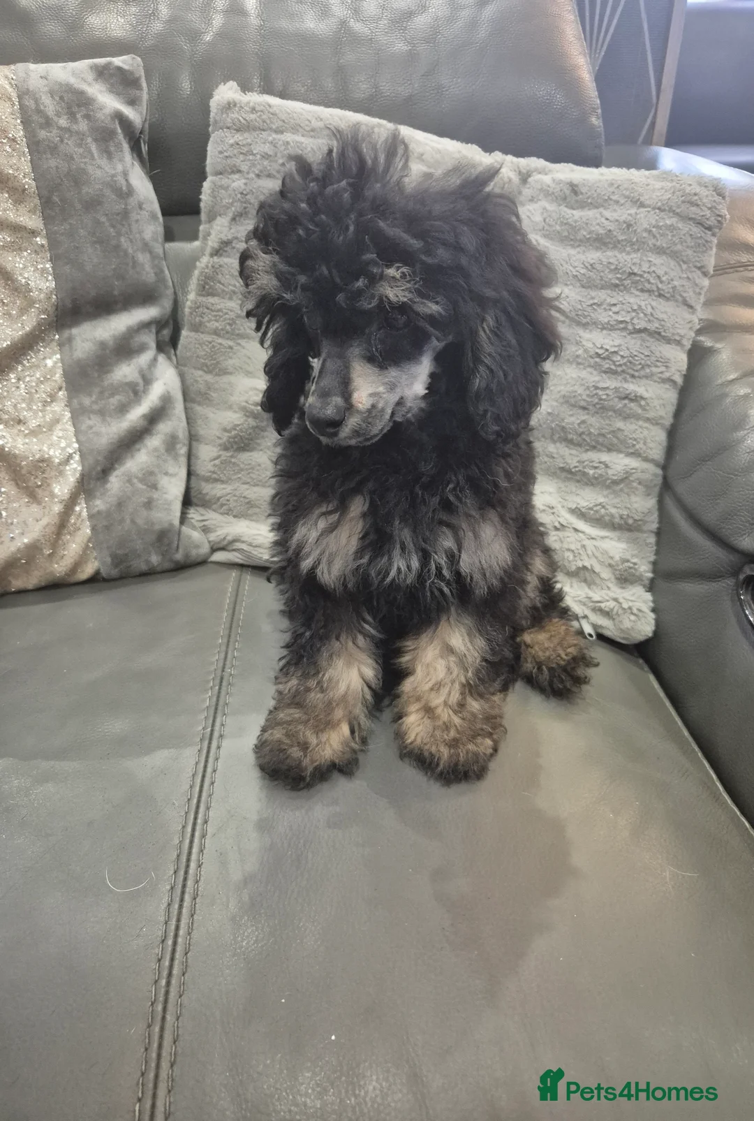Toy Poodle dogs for sale: Poodle boys (toy x aisan) - Advert 11