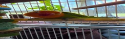 Cockatiels birds for sale: Female black and white Cockatiel for sale in London - Advert 10