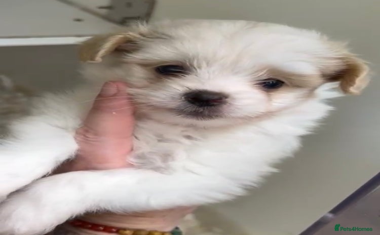 Chipoo dogs - Advert 1