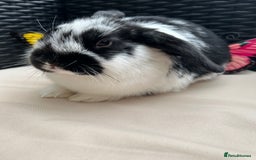 Lionhead rabbits for sale: ⭐️Pure Breed lionheads⭐️ in Halstead - Image 8