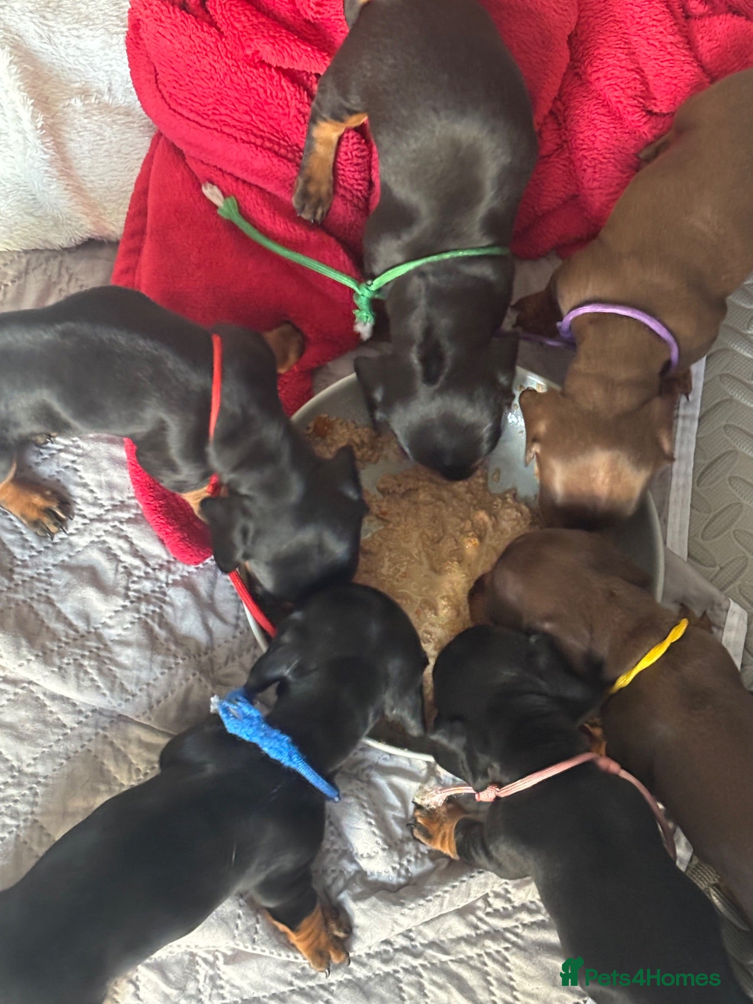 Miniature Dachshund dogs 6x miniature dachshund puppies - Advert 1