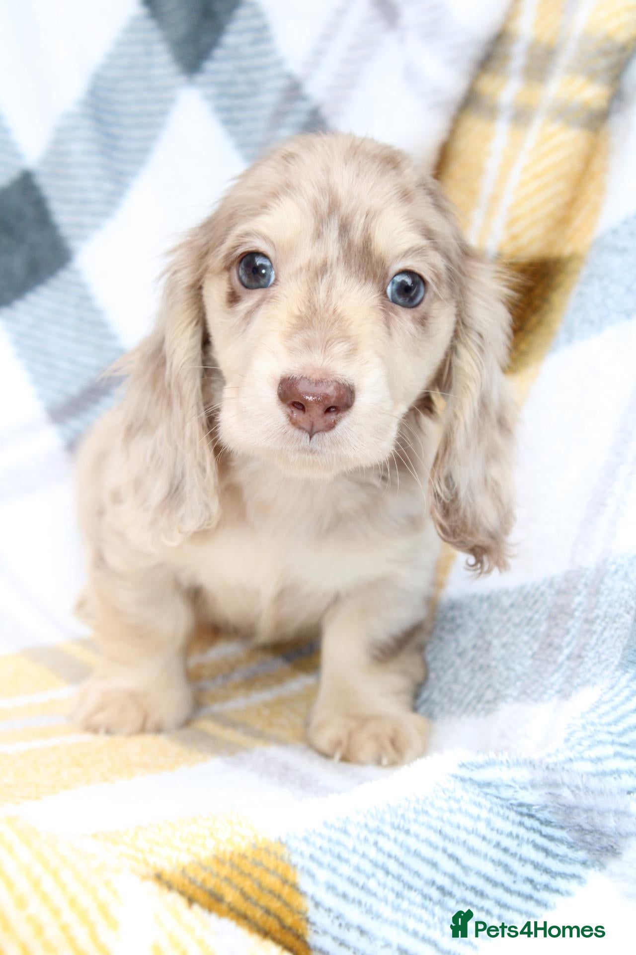 Miniature Dachshund dogs Cream dapple  - Advert 8