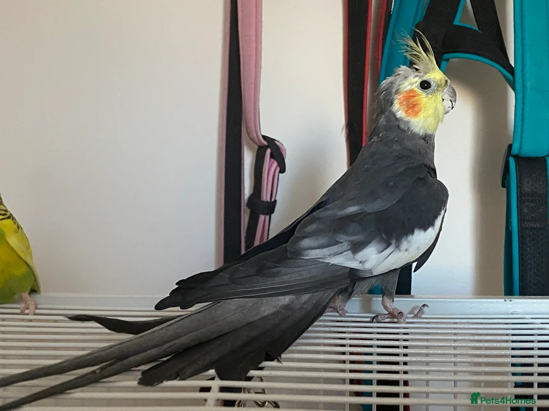 Cockatiels birds for sale: 2 Female Cocktails  - Advert 5