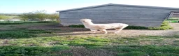 Alpaca livestock for sale: 2 adult females and 1 weanling males for sale - Advert 5