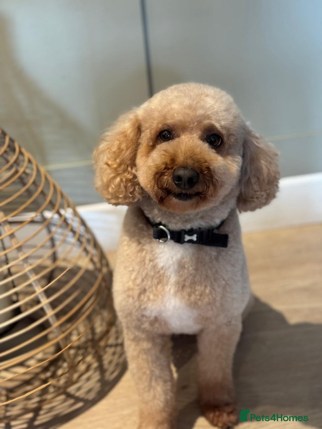 Miniature Poodle dogs for stud: Our Very handsome, charming Red Miniature Poodle  in Warrington - Advert 3