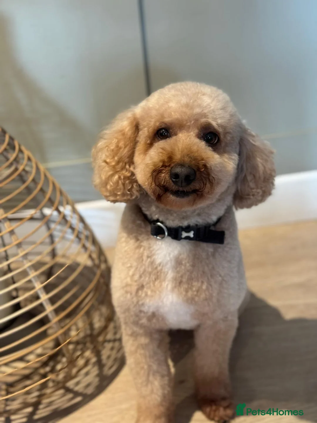 Miniature Poodle dogs for stud: Our Very handsome, charming Red Miniature Poodle  in Warrington - Advert 3