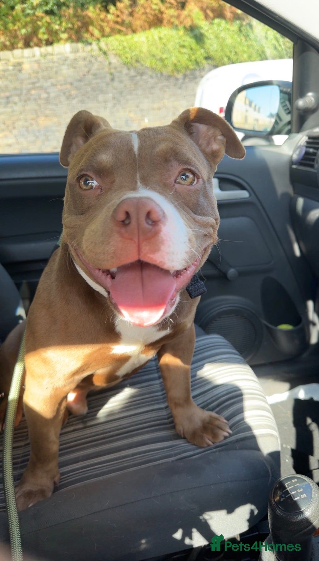 American Bulldog dogs for sale: Micro Bulldog - 2 years old - very loving - Advert 5