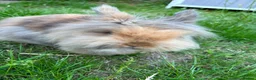 Lionhead rabbits for sale: Female Rabbit 9 months old lionhead - Advert 2